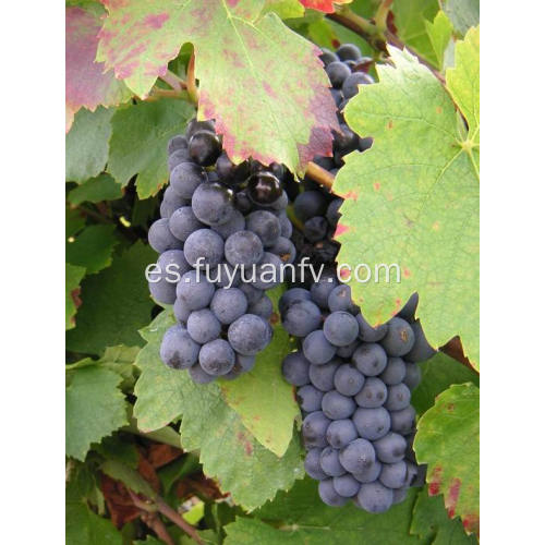 Professinal Exporter para uva roja fresca